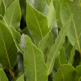 Laurus nobilis Busch