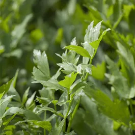 Levisticum officinalis