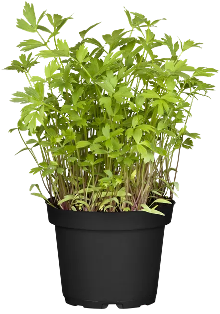 wassermelone saatgut BIO Saatgut Wassermelone Blacktail Mountain  Biogartenladen
