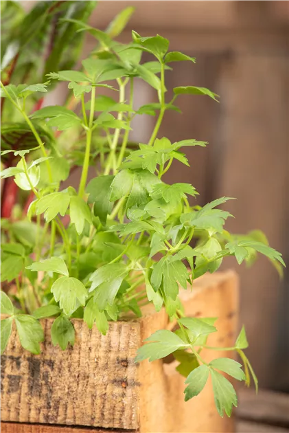 Levisticum officinalis, Liebstckel - Bellaflora