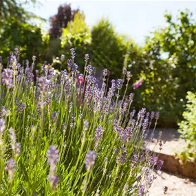Lavandula angustifolia