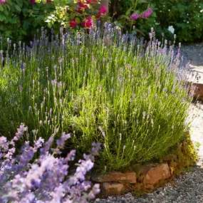Lavandula angustifolia Hidecote Blue