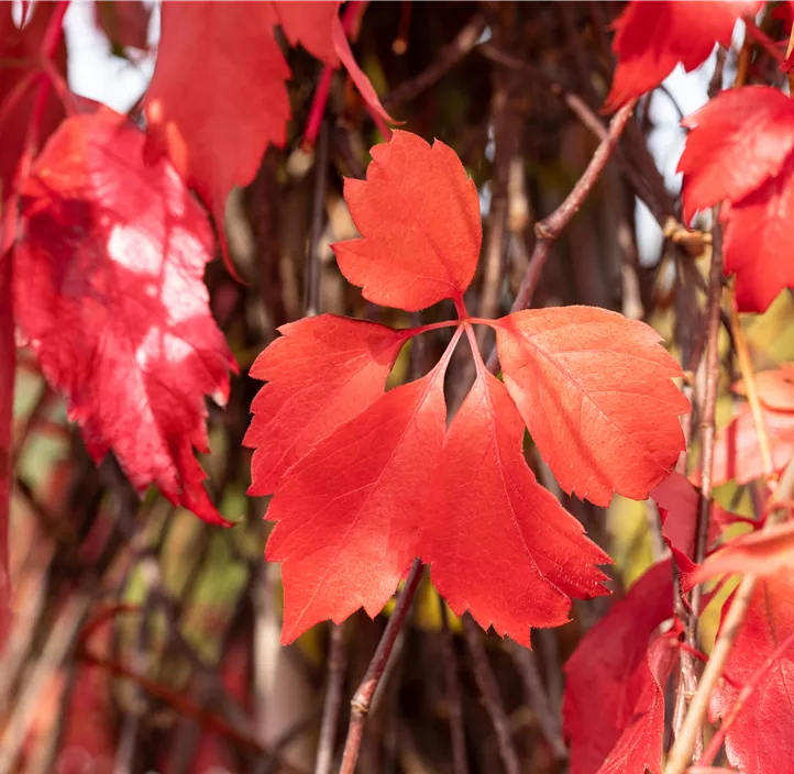 Mauerwein 'Engelmannii'