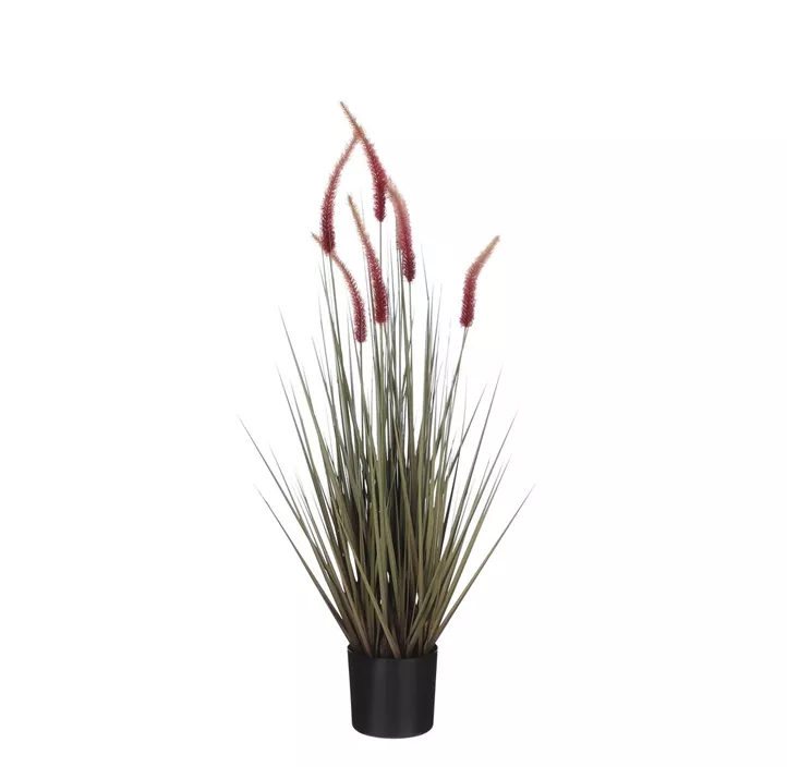 Lampenputzergras im Topf