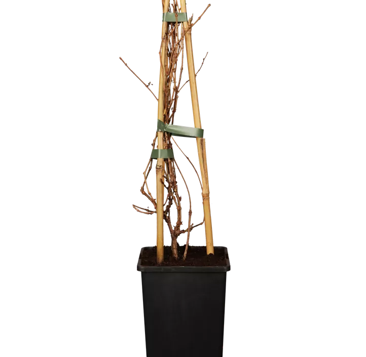 Dreilappige Jungfernrebe 'Veitchii', 3 Liter Topf Dreilappige Jungfernrebe 'Veitchii', 3 Liter Topf