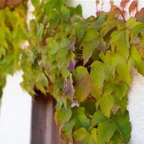 Parthenocissus tricuspidata Veitchii Parthenocissus tricuspidata Veitchii