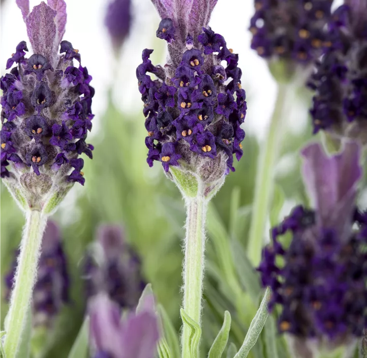 Garten-Schopf-Lavendel 'Anouk' Garten-Schopf-Lavendel 'Anouk'