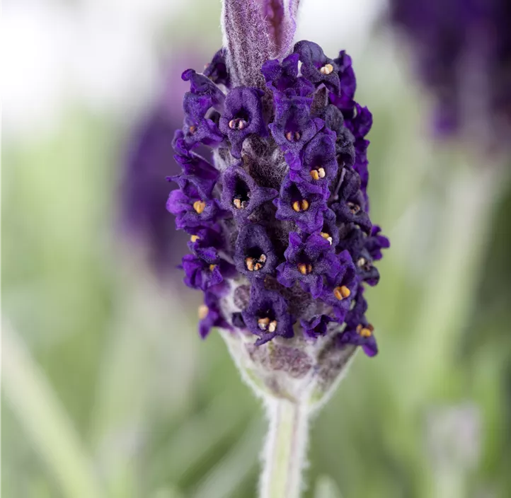 Garten-Schopf-Lavendel 'Anouk' Garten-Schopf-Lavendel 'Anouk'