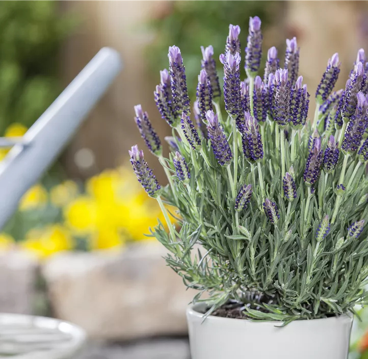 Garten-Schopf-Lavendel 'Anouk' Garten-Schopf-Lavendel 'Anouk'