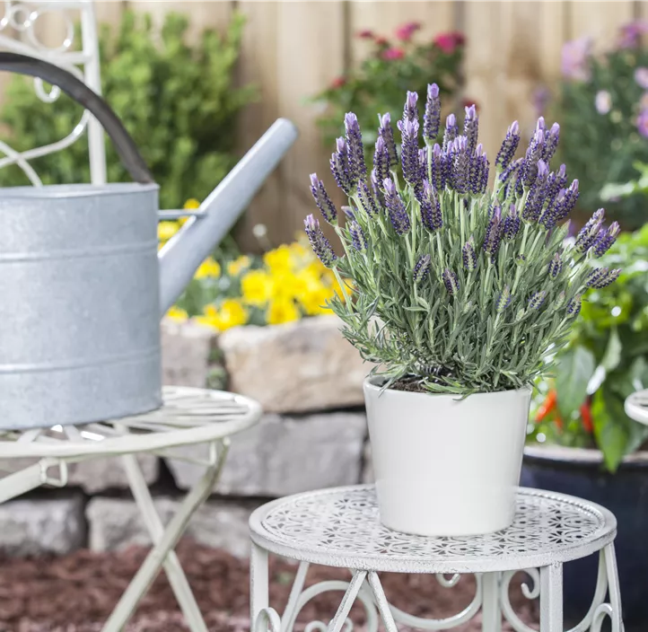 Garten-Schopf-Lavendel 'Anouk' Garten-Schopf-Lavendel 'Anouk'