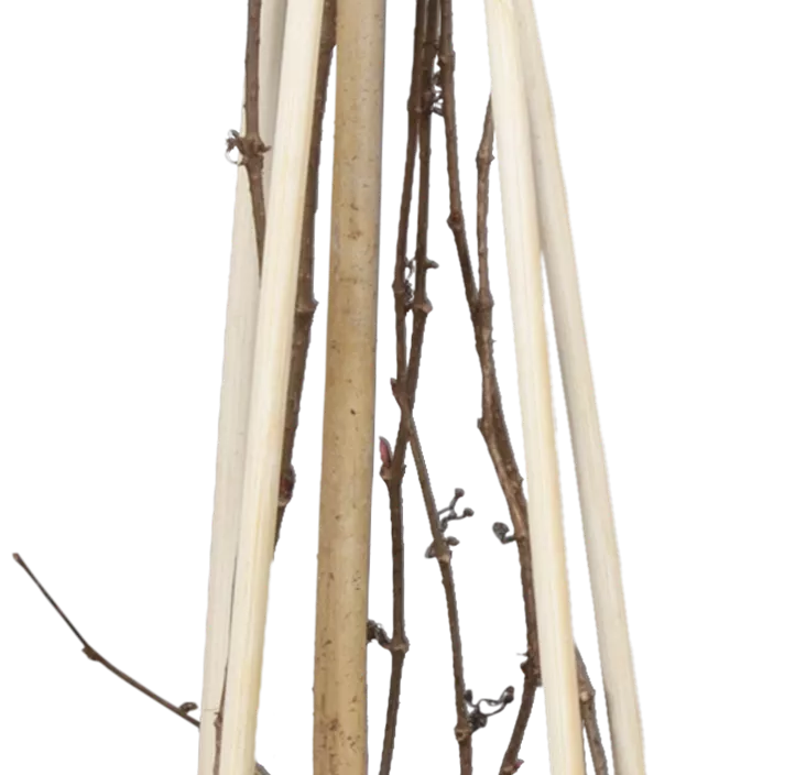 Dreilappige Jungfernrebe 'Veitchii', 3 Liter Topf Dreilappige Jungfernrebe 'Veitchii', 3 Liter Topf