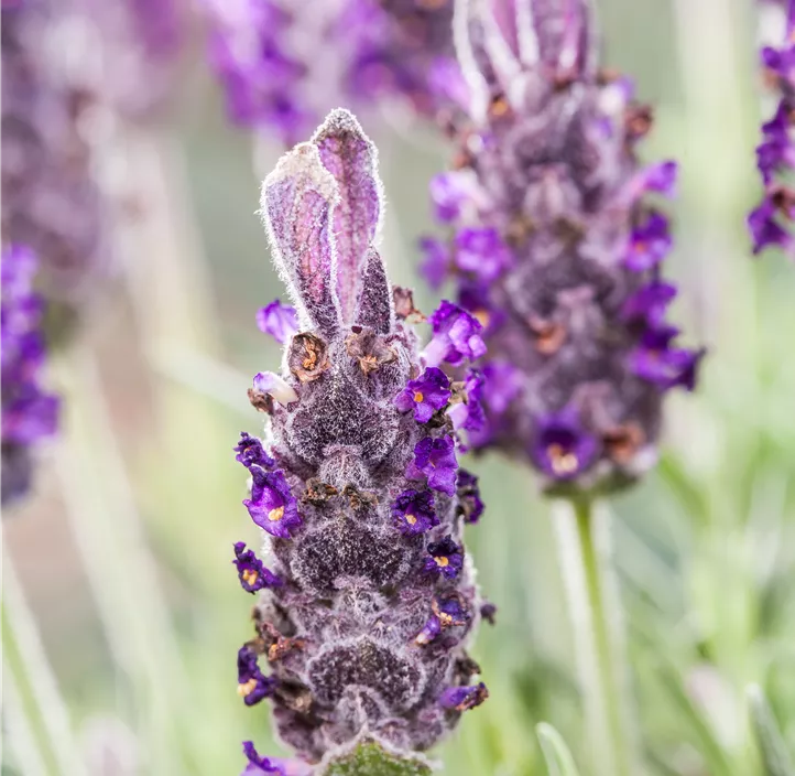 Garten-Schopf-Lavendel 'Anouk' Garten-Schopf-Lavendel 'Anouk'
