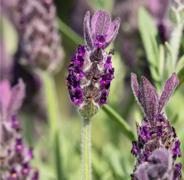 Garten-Schopf-Lavendel 'Anouk' Garten-Schopf-Lavendel 'Anouk'