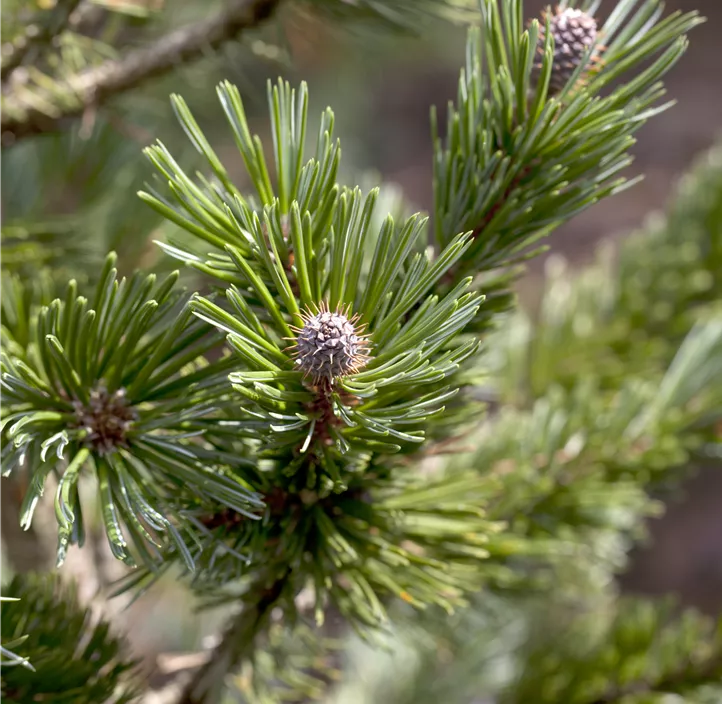 Zwerg- Grannenkiefer 'Sherwood Compact'