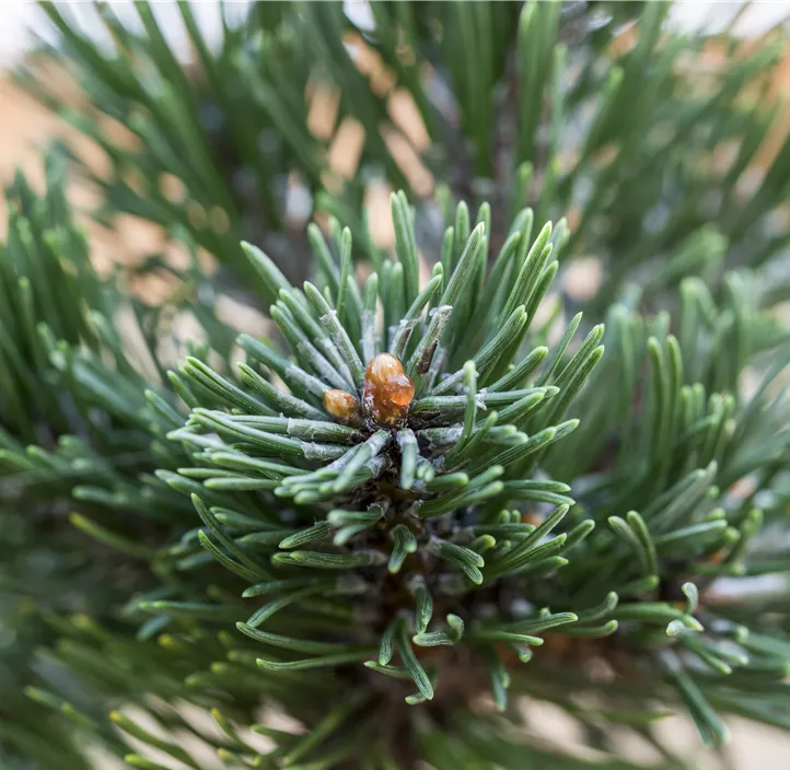 Zwerg- Grannenkiefer 'Sherwood Compact'