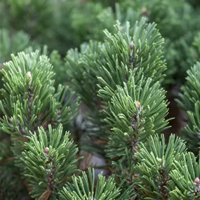 Pinus mugo Sherwood Compact