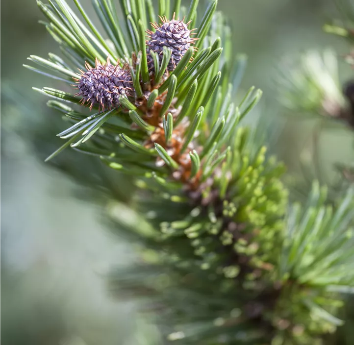 Zwerg- Grannenkiefer 'Sherwood Compact'