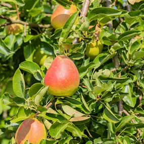Pyrus communis Winterforelle