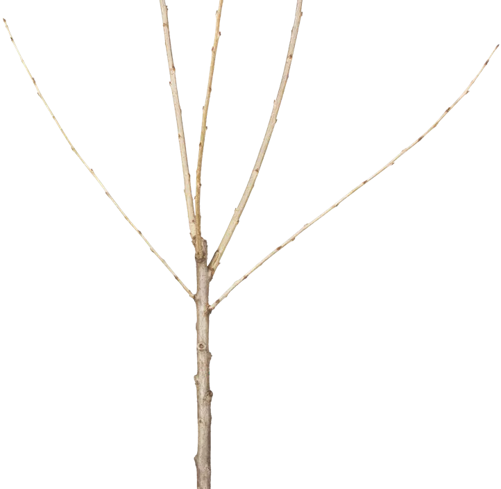 Süß-Kirsche 'Schneiders Späte Knorpelkirsche' Süß-Kirsche 'Schneiders Späte Knorpelkirsche'