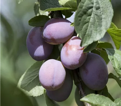  Prunus domestica 'Starline'