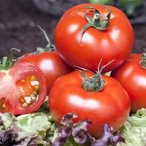 Lycopersicon veredelt