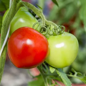 Lycopersicon veredelt