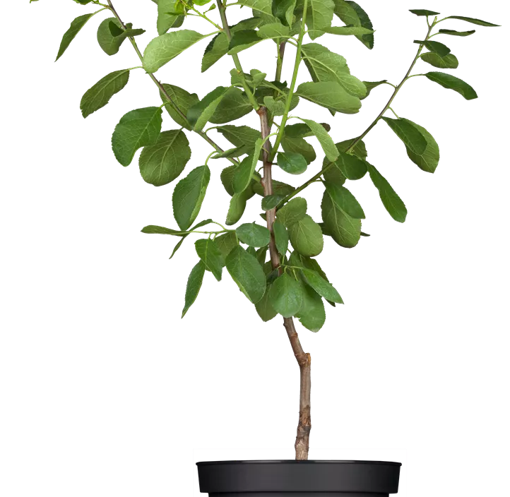 Kriechen-Pflaume 'Opal' Kriechen-Pflaume 'Opal'