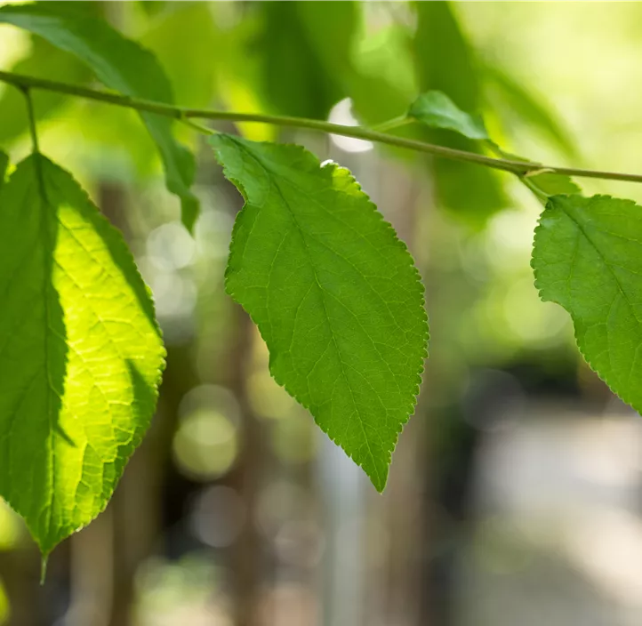Zwetsche 'Hanita'(s) Zwetsche 'Hanita'(s)