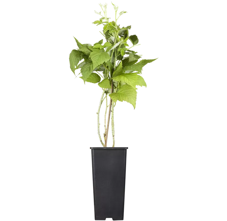 Himbeere 'Twotimer® Sugana®'