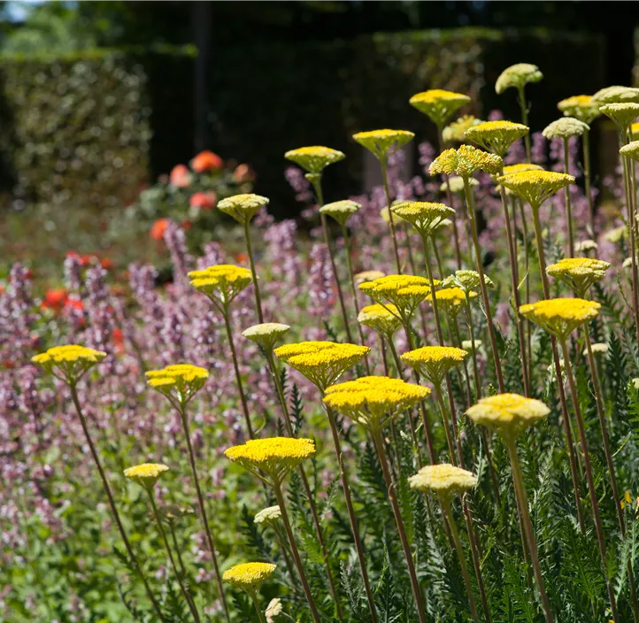 Hohe Gold-Garbe 'Summer Gold'®