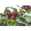 bellaflora Gartencenter GmbH bellaflora Gartencenter GmbH