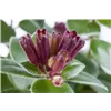 bellaflora Gartencenter GmbH bellaflora Gartencenter GmbH