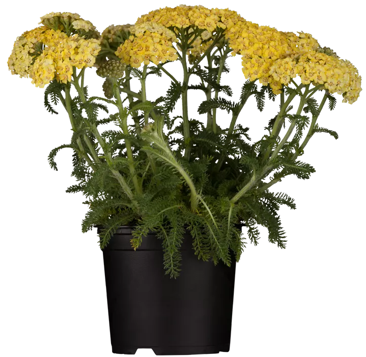 Schafgarbe 'Sassy Summer Lemon'