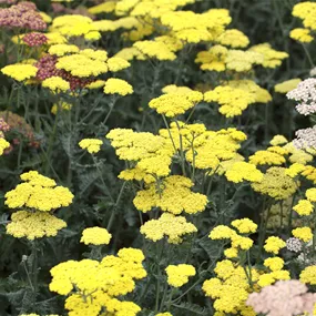 Achillea clypeolata Moonshine