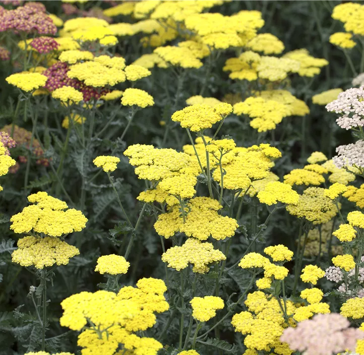 Schafgarbe 'Sassy Summer Lemon'