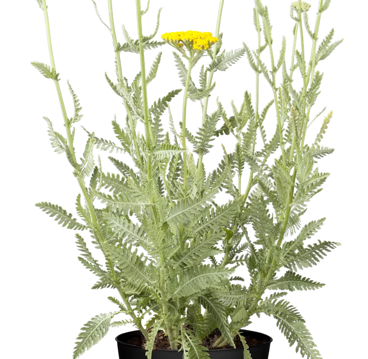 Schafgarbe 'Sassy Summer Lemon'