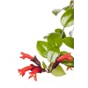 bellaflora Gartencenter GmbH bellaflora Gartencenter GmbH