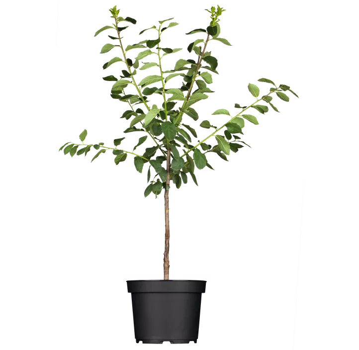 Zwerg-Mirabellenaprikose, 2-jährig 