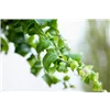 bellaflora Gartencenter GmbH bellaflora Gartencenter GmbH