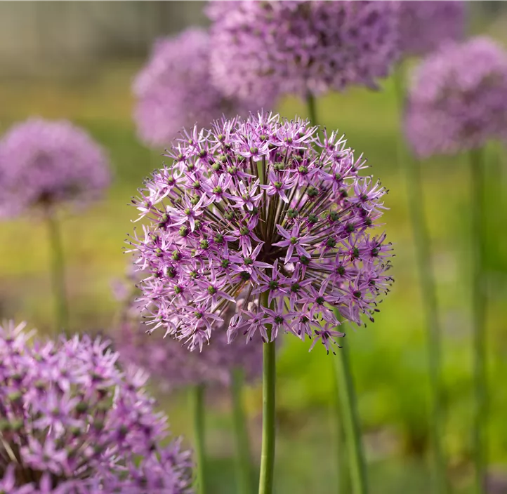 Garten-Kugel-Lauch 'Gladiator'