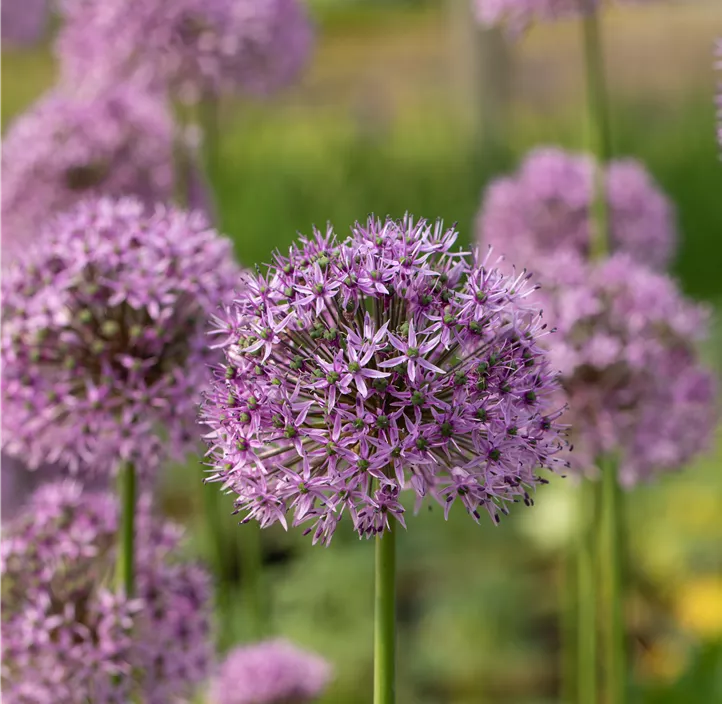 Garten-Kugel-Lauch 'Gladiator'