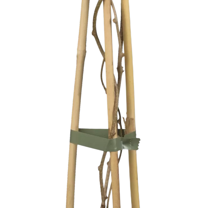 Minikiwi 'Weiki'® Minikiwi 'Weiki'®