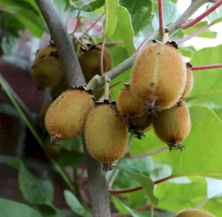 Kiwi 'Solo' Kiwi 'Solo'