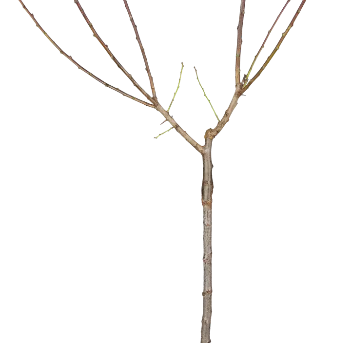 Mirabelle 'Von Nancy' Mirabelle 'Von Nancy'