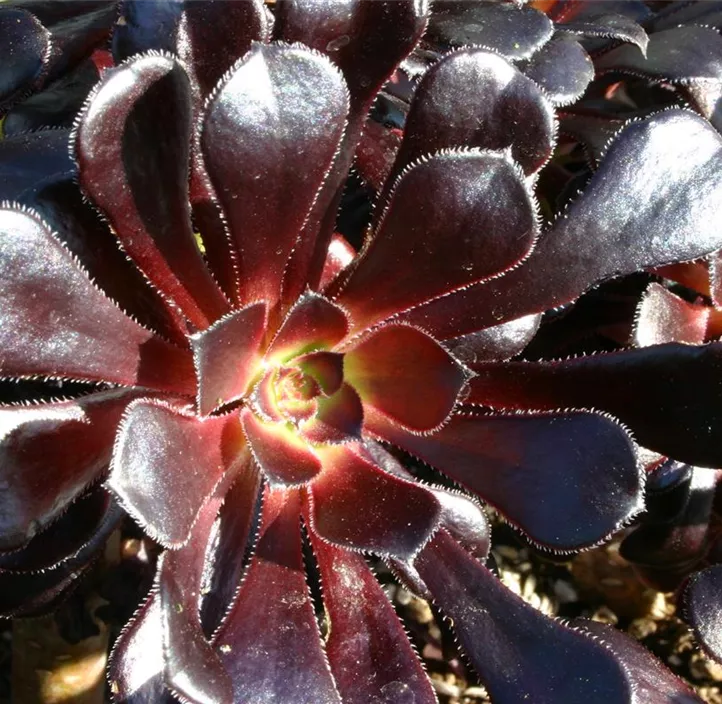 Aeonium 'Nigrum'