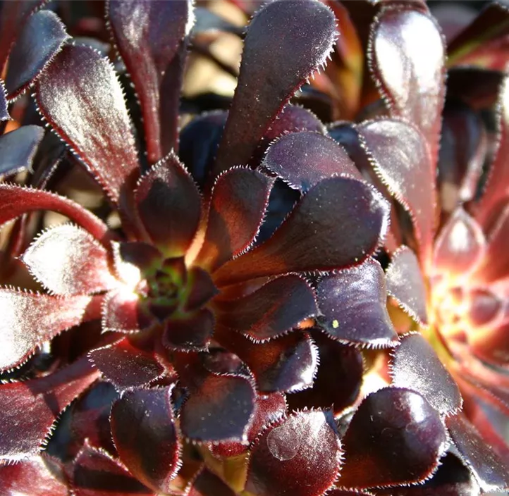 Aeonium 'Nigrum'