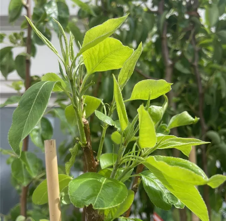 Grüner Schlitzahorn 'Dissectum' Grüner Schlitzahorn 'Dissectum'