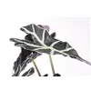 bellaflora Gartencenter GmbH bellaflora Gartencenter GmbH