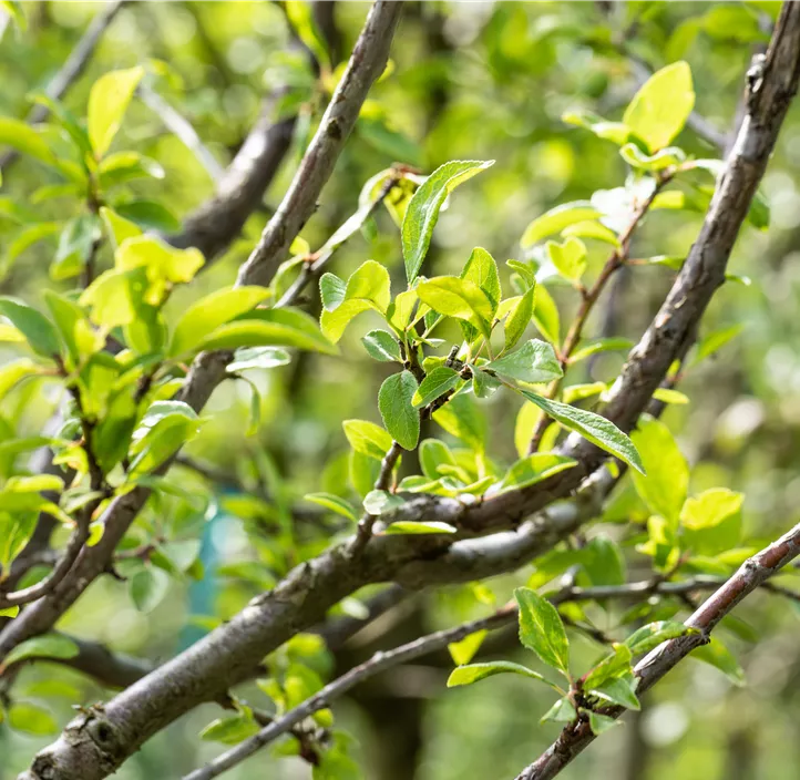 Mirabelle 'Von Nancy' Mirabelle 'Von Nancy'