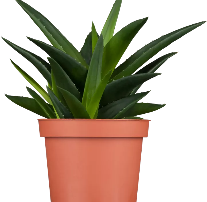 Aloe